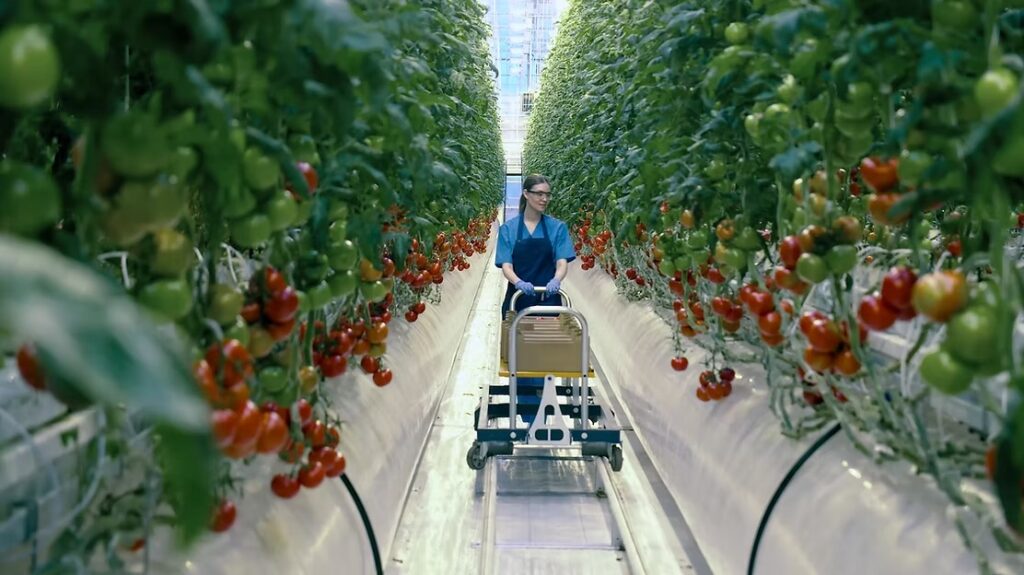 Caracterização da Vegetação para o Licenciamento Ambiental
